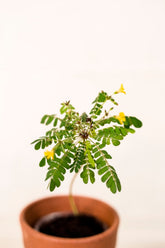 Biophytum sensitivum